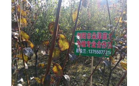 湖南華苑苗木基地實(shí)拍6